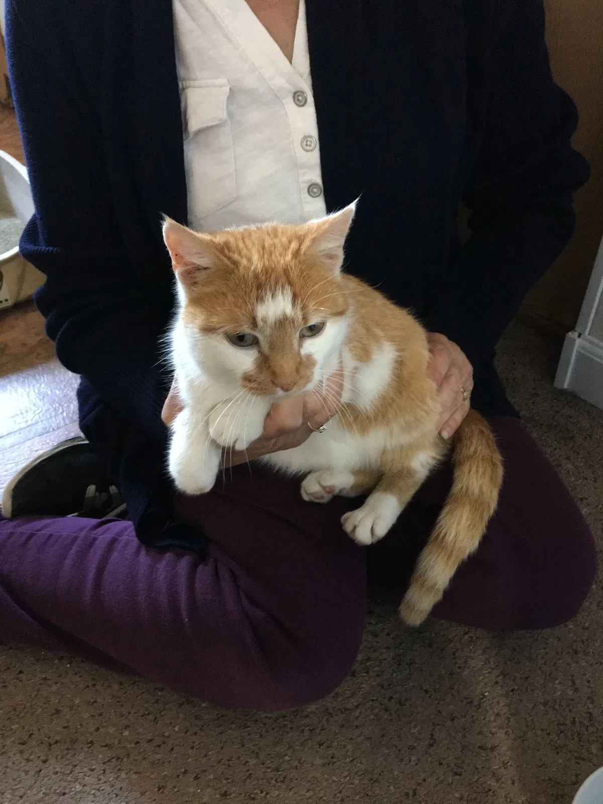 Found cat in White Marsh, MD, 21162