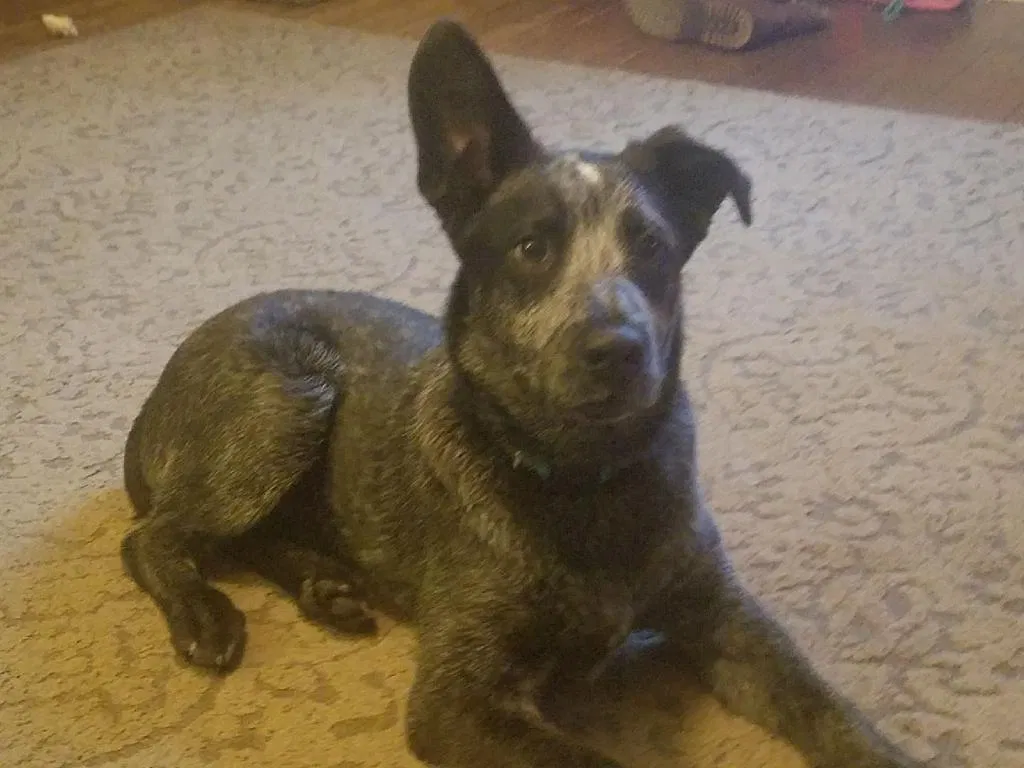 Lost dog in Saint Louis, MO, 63110