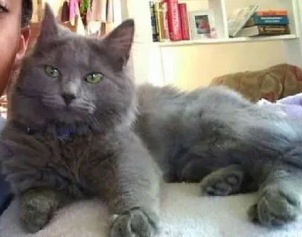 Lost cat in Niota, TN, 37826
