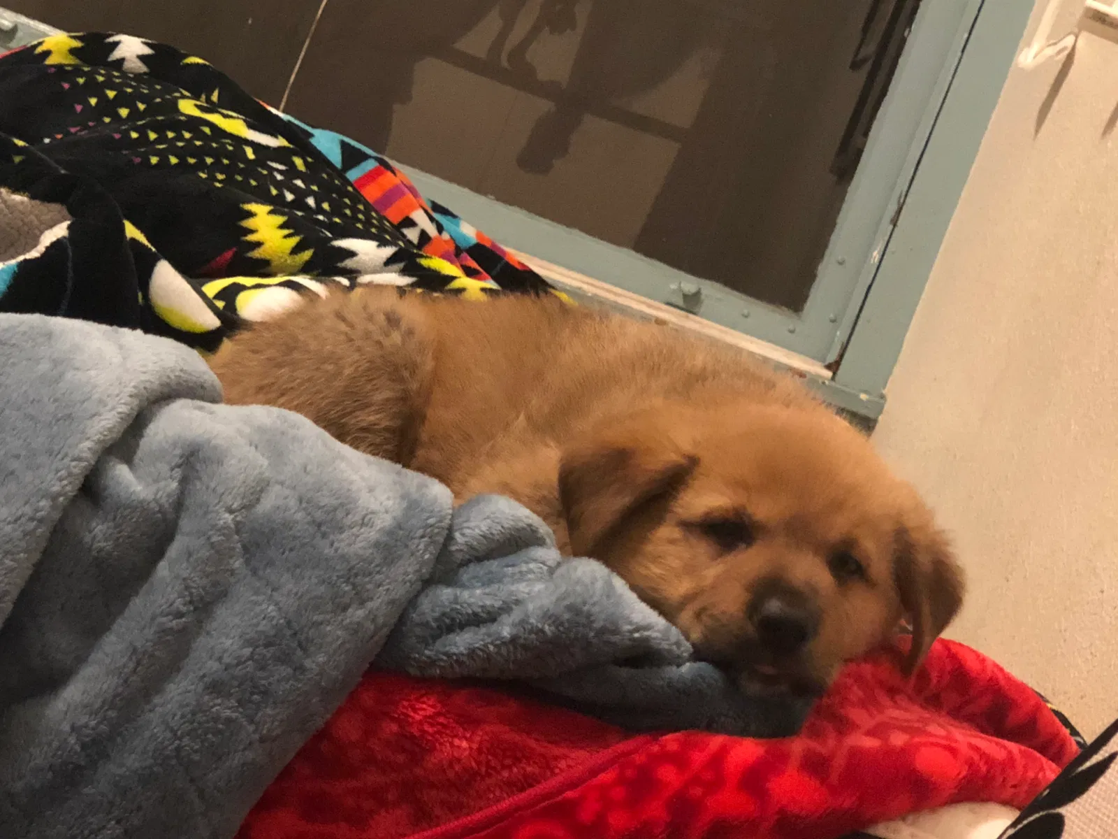 Lost dog in San Francisco, CA, 94103