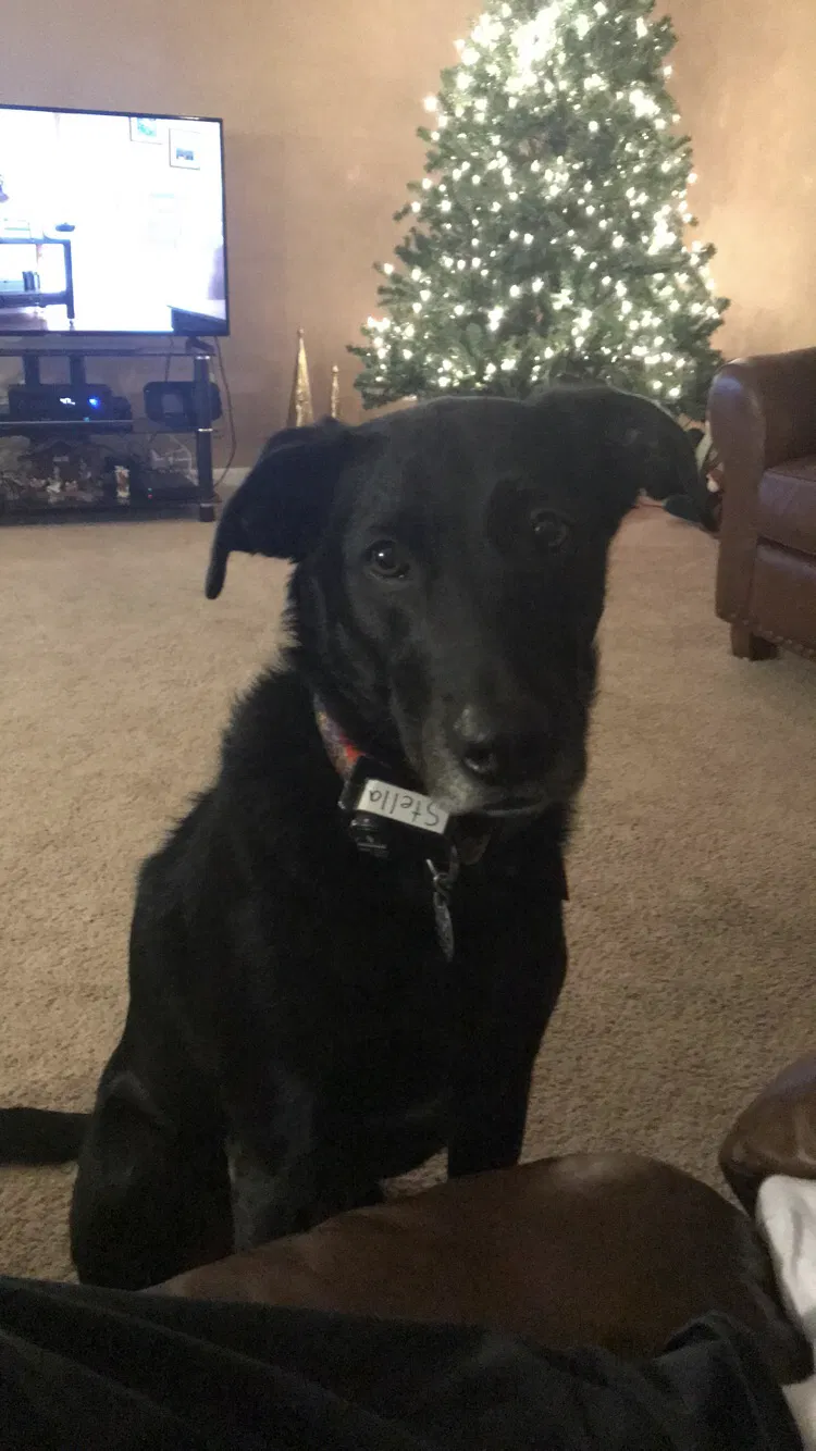 Lost dog in Greer, SC, 29651