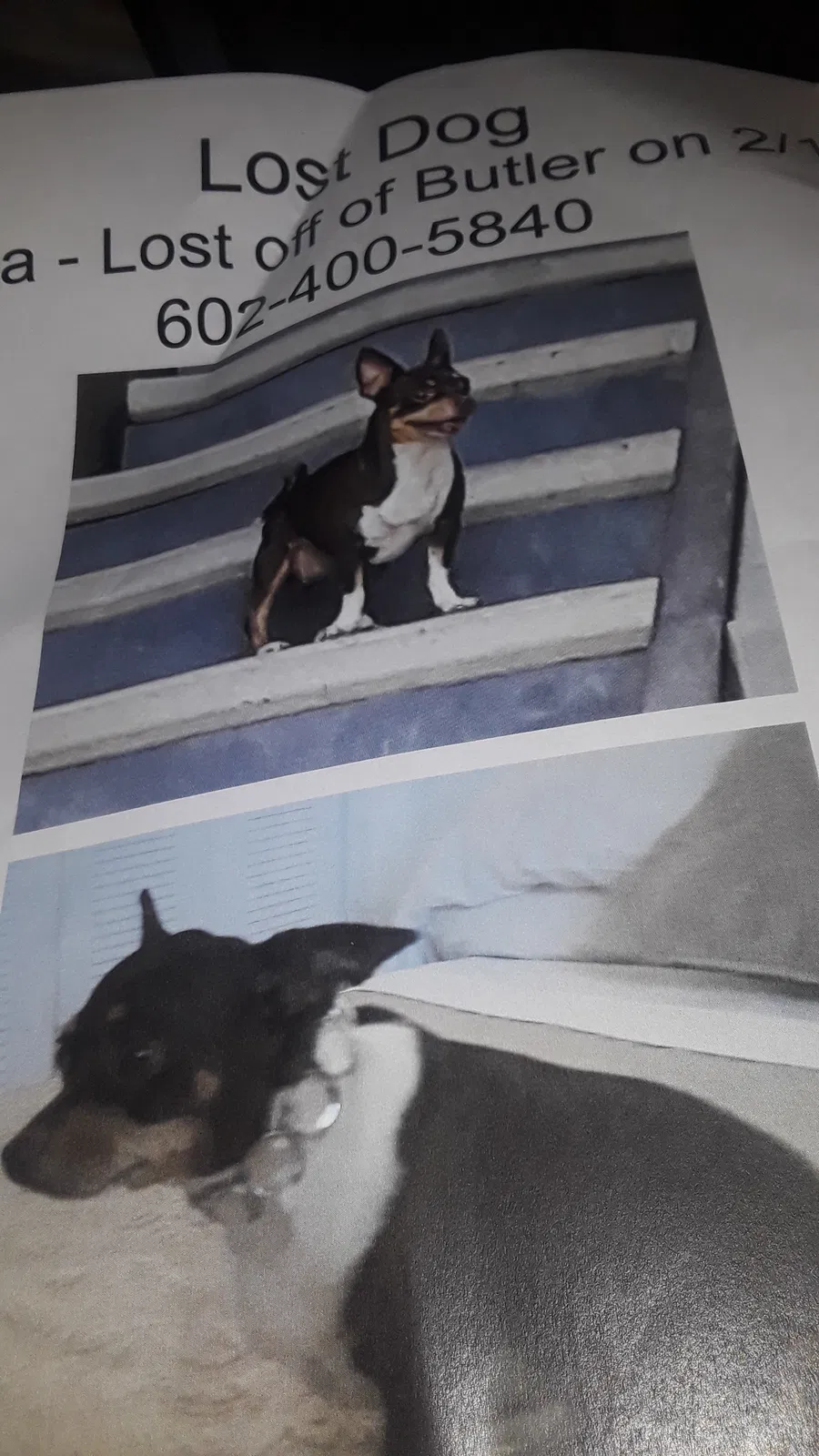 Lost dog in Peoria, AZ, 85345