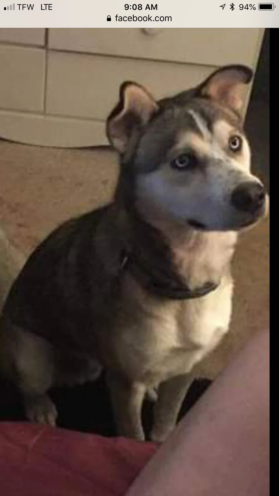 Lost dog in Hurt, VA, 24563