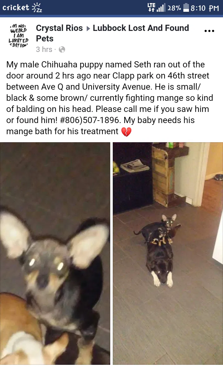 Lost dog in Lubbock, TX, 79412