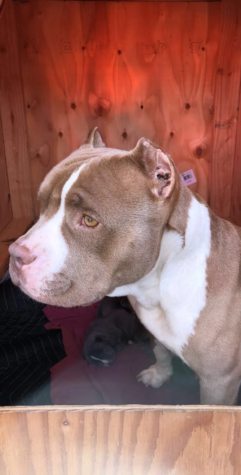 Lost dog in Spring Valley, CA, 91977