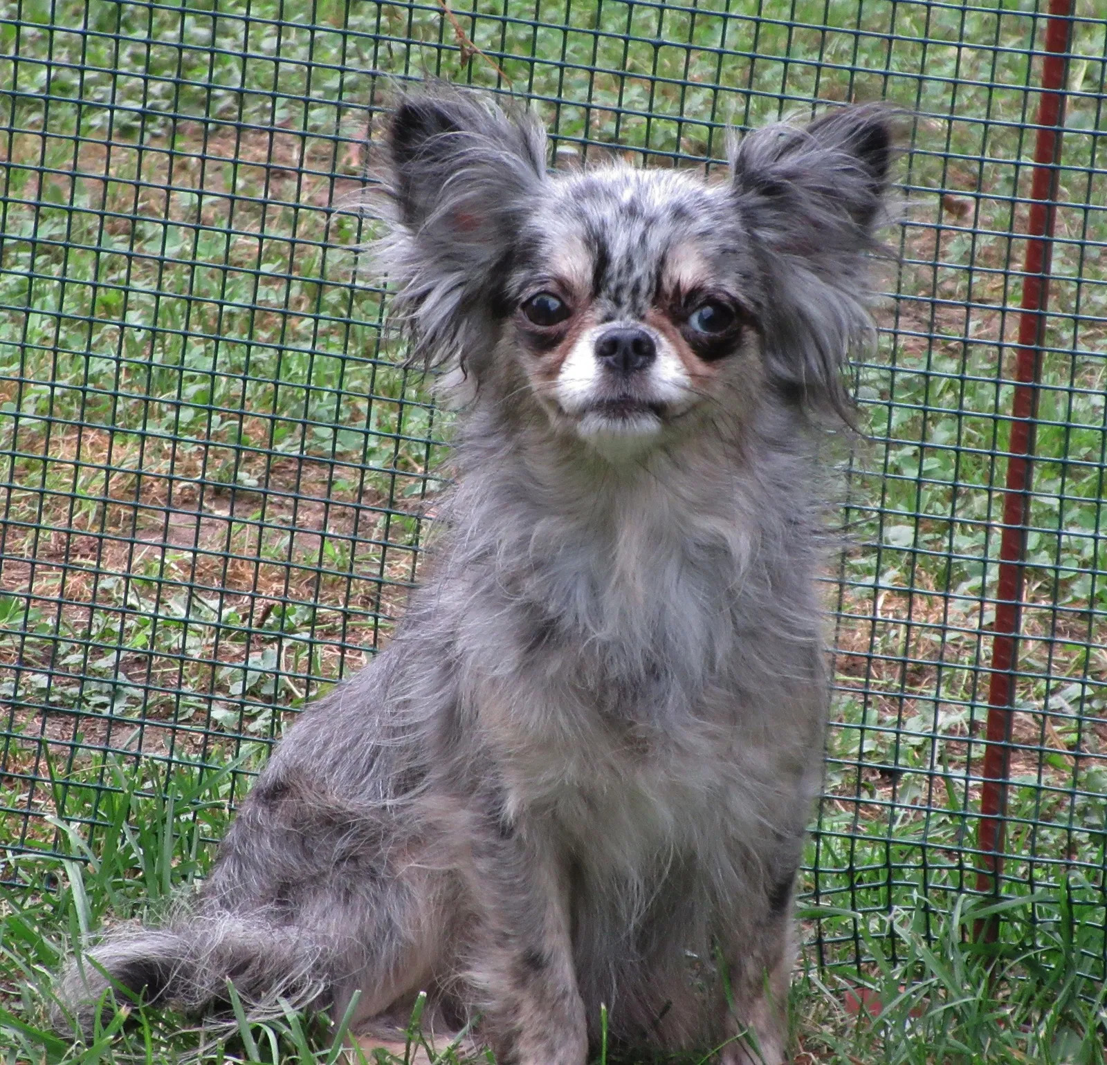 Lost dog in Rockton, IL, 61072