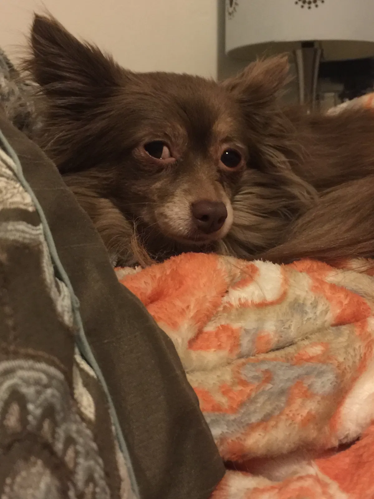 Lost dog in Erie, PA, 16506