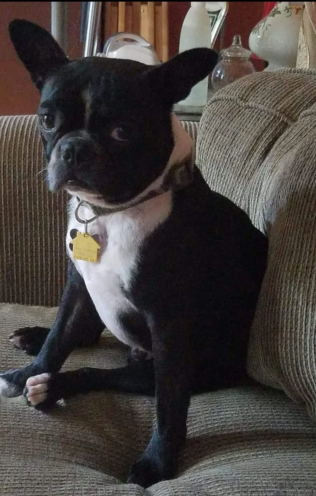 Lost dog in Hampden, MA, 1036