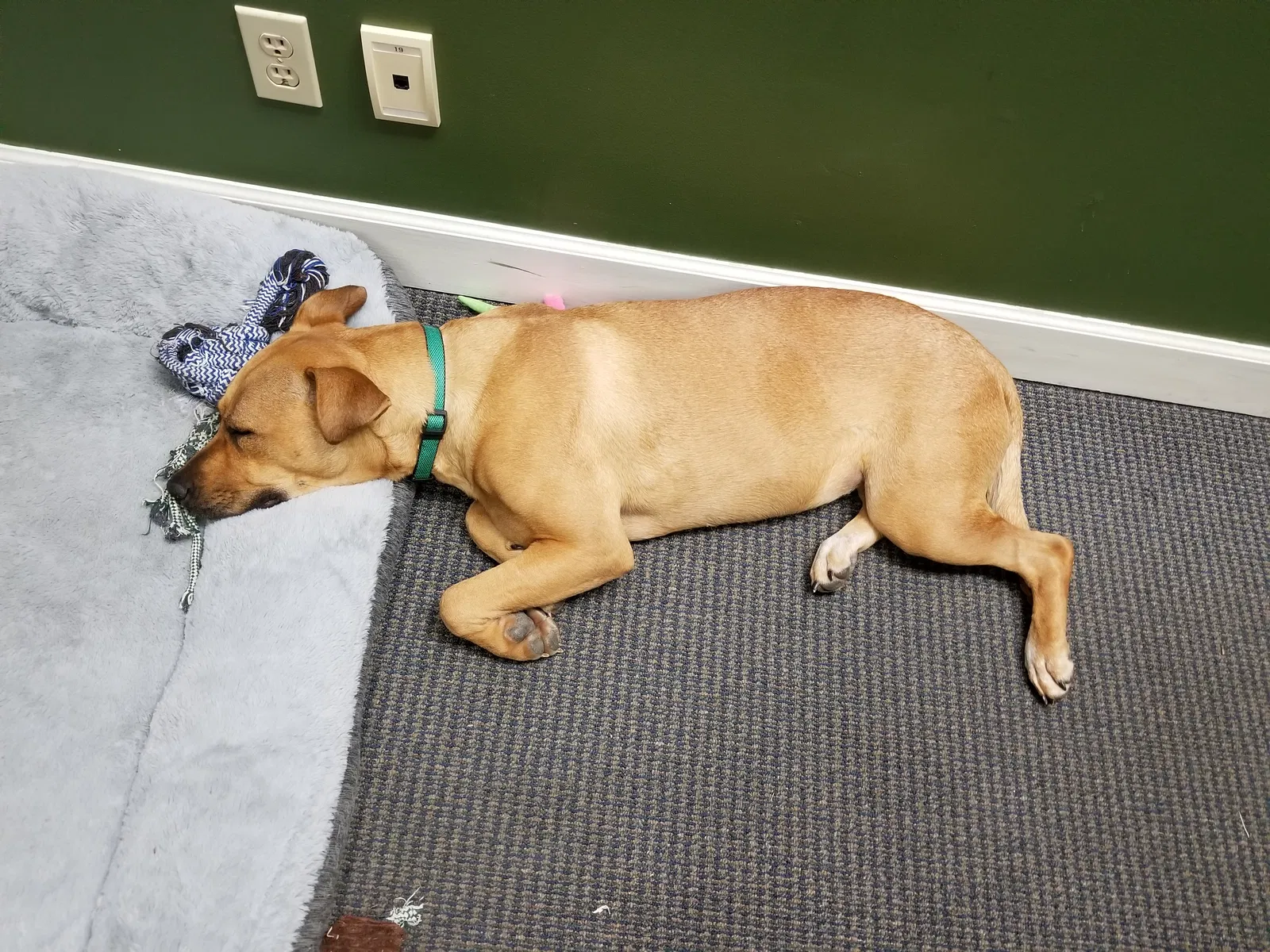 Lost dog in Chattanooga, TN, 37406