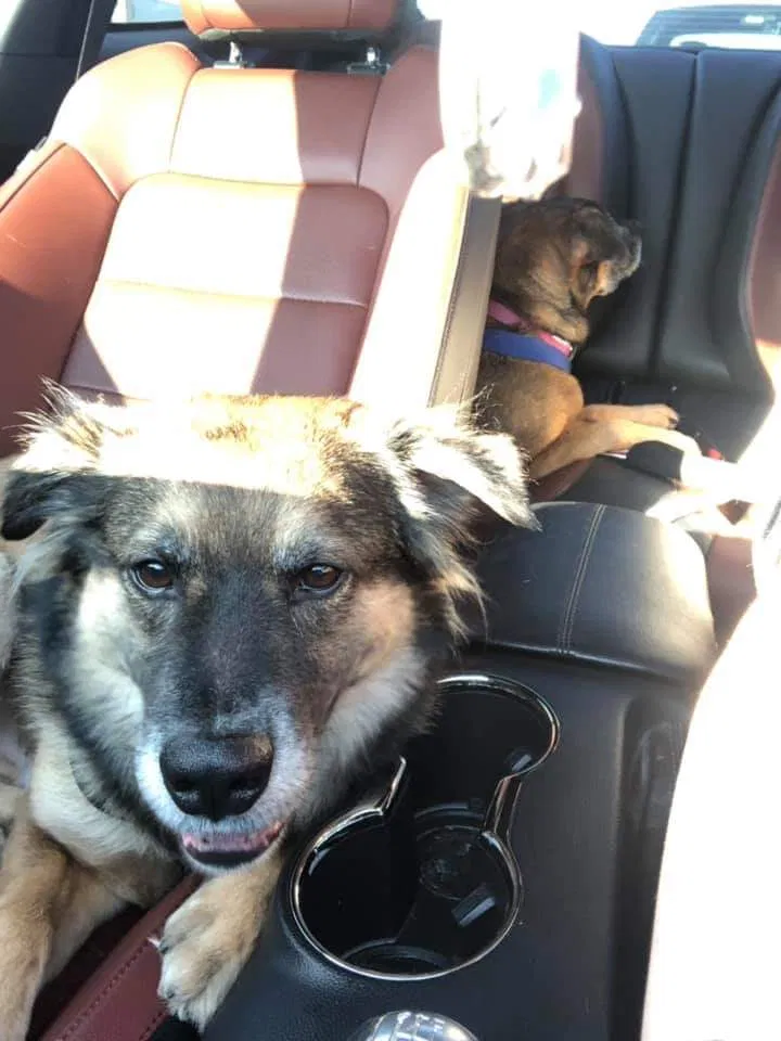 Lost dog in Port Richey, FL, 34668