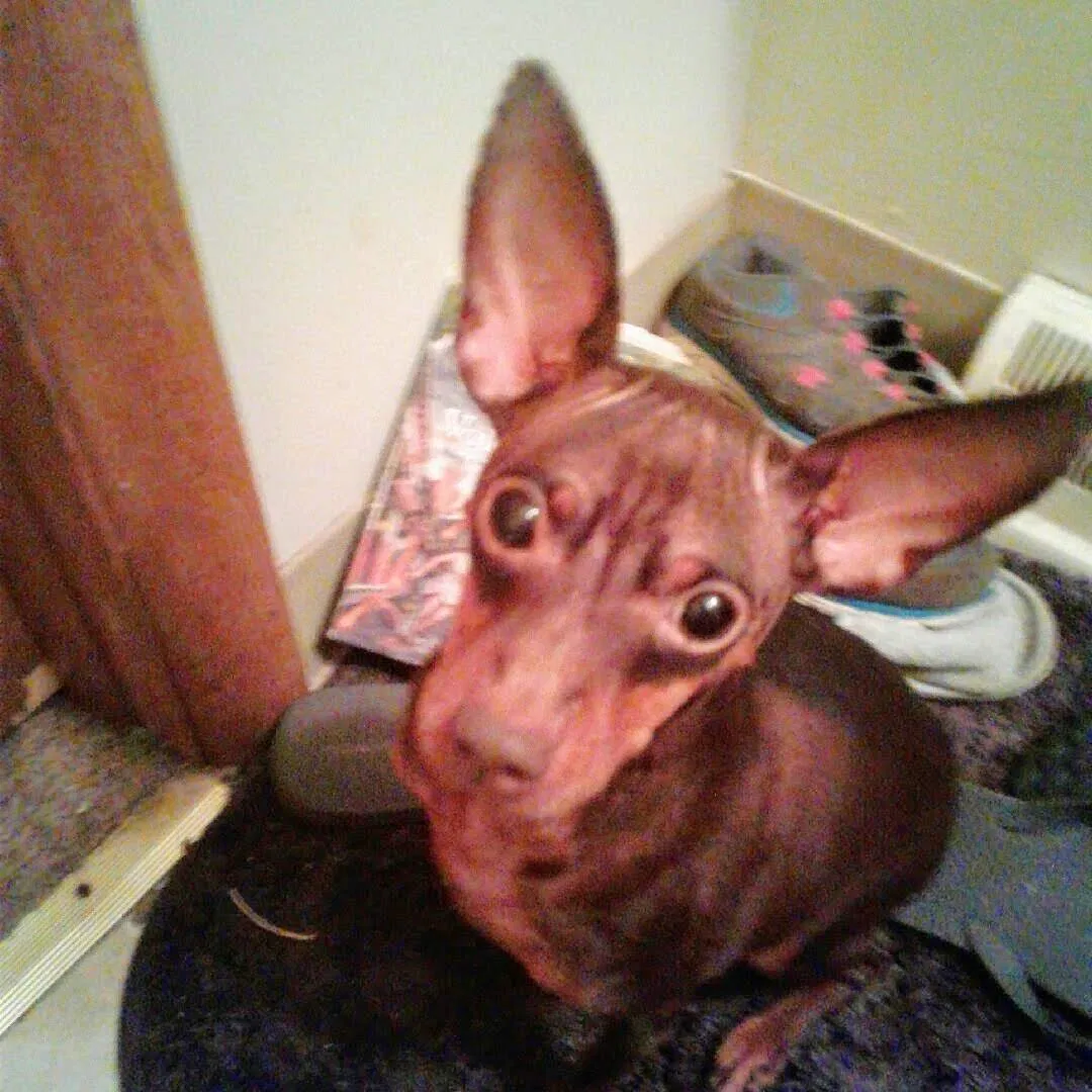 Lost dog in Columbus, OH, 43227