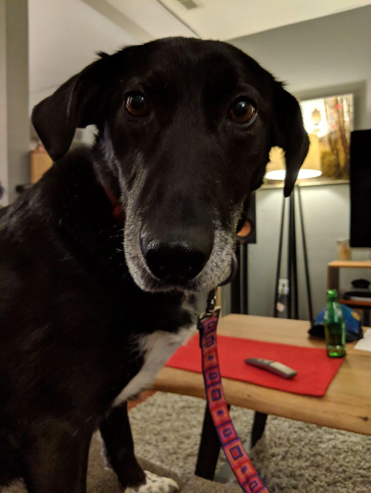 Lost dog in Fort Washington, PA, 19034