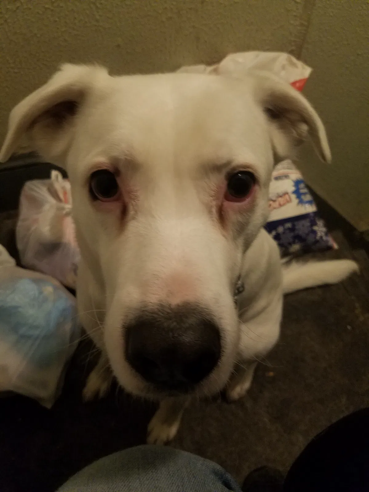 Lost dog in Jamaica, NY, 11435