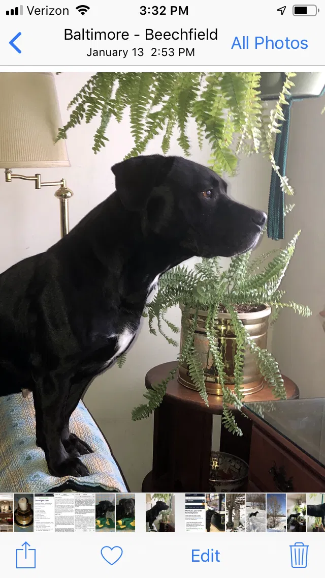 Lost dog in Baltimore, MD, 21229