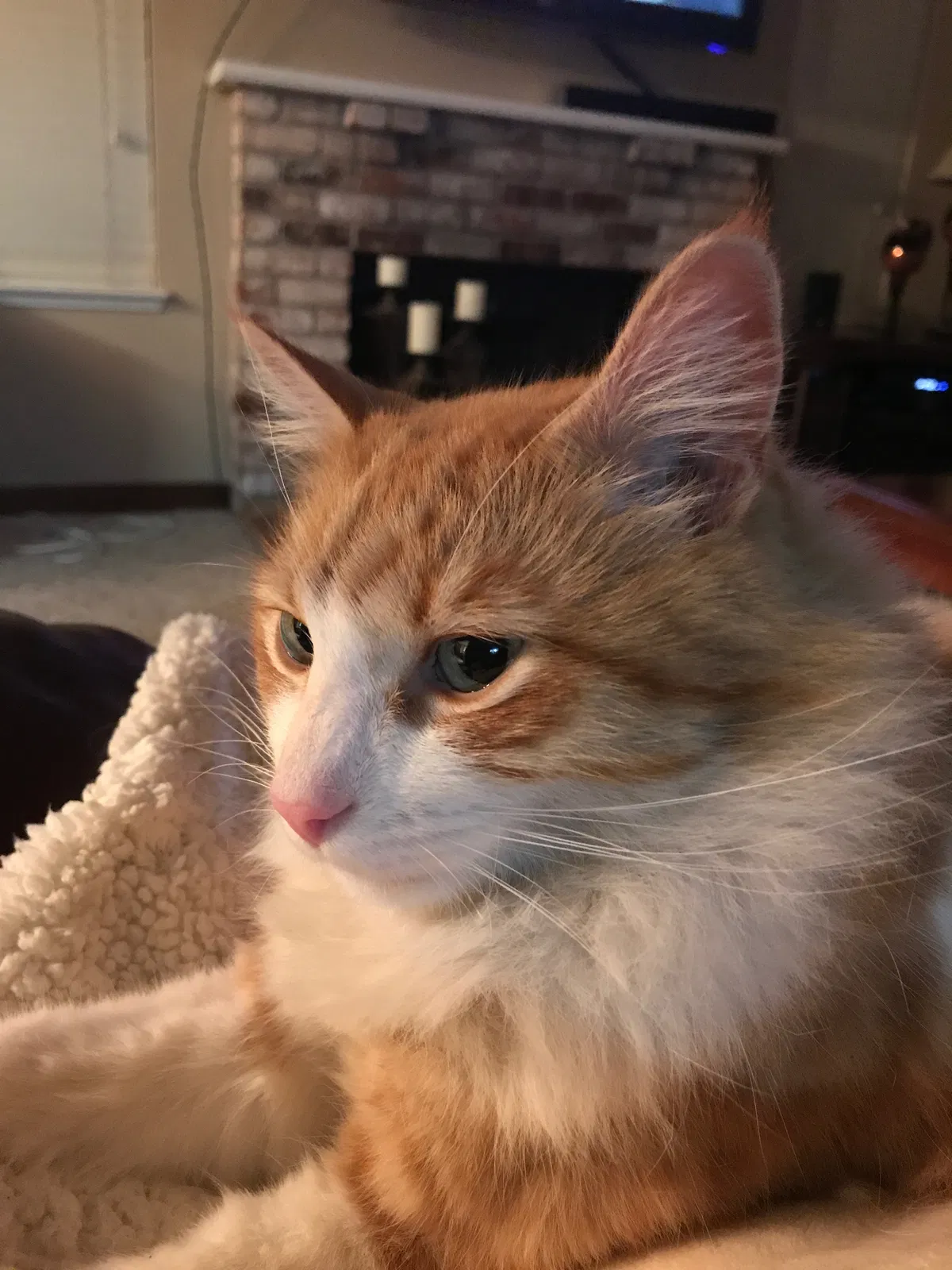 Lost cat in Sacramento, CA, 95831