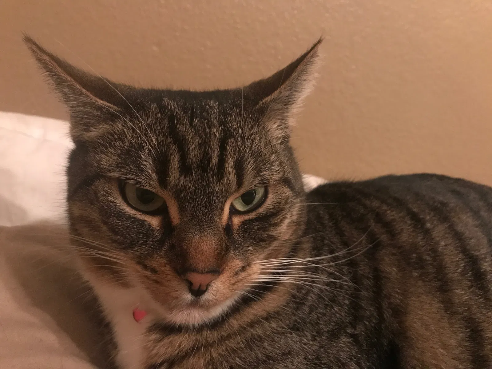Lost cat in Sacramento, CA, 95831