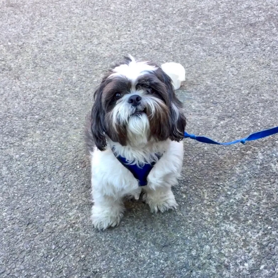 Lost dog in Pleasanton, CA, 94588