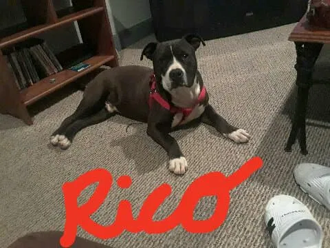 Lost dog in Spring, TX, 77373