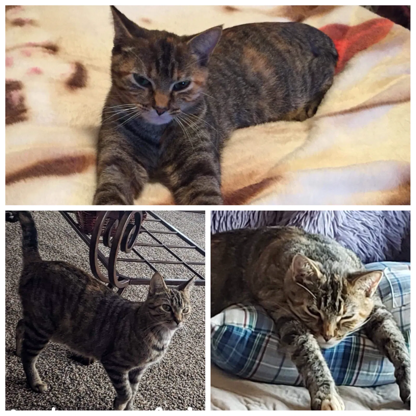 Lost cat in Shiocton, WI, 54170