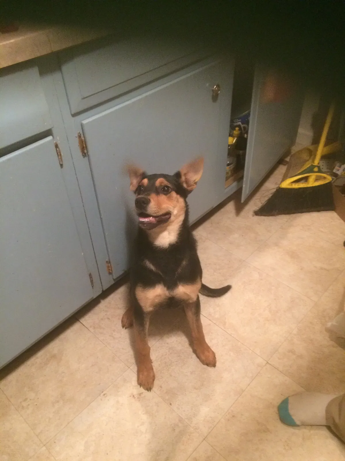 Lost dog in Peoria, IL, 61604