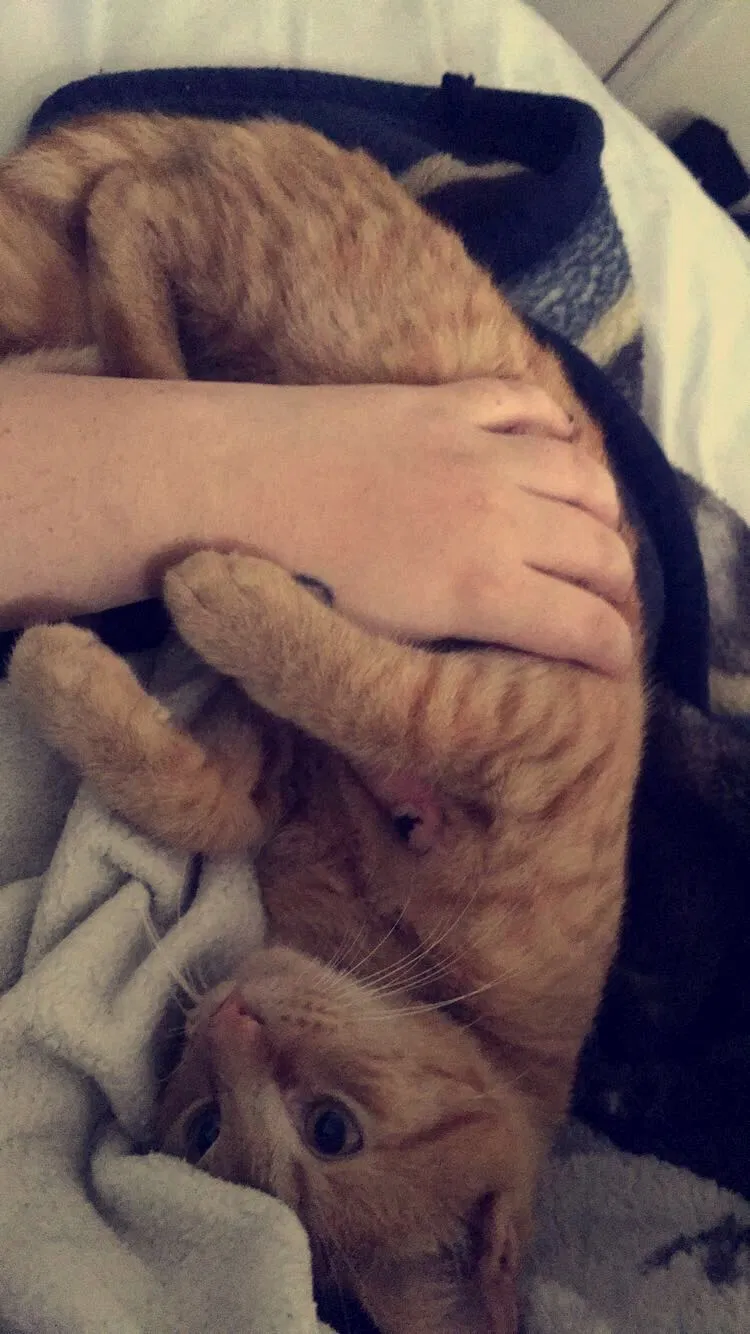Lost cat in Melbourne, FL, 32934