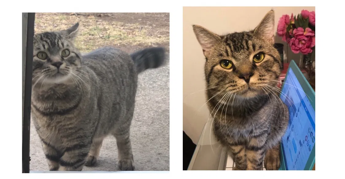 Lost cat in Waterbury, CT, 6705