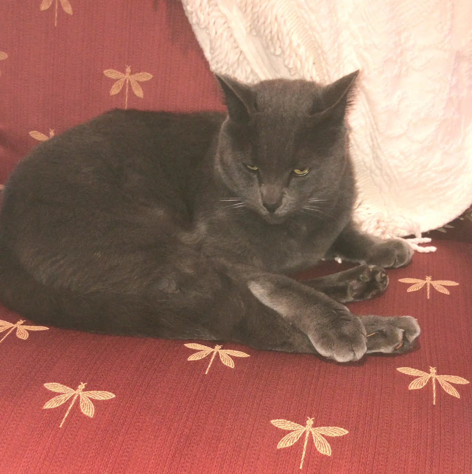 Lost cat in Black Diamond, WA, 98010