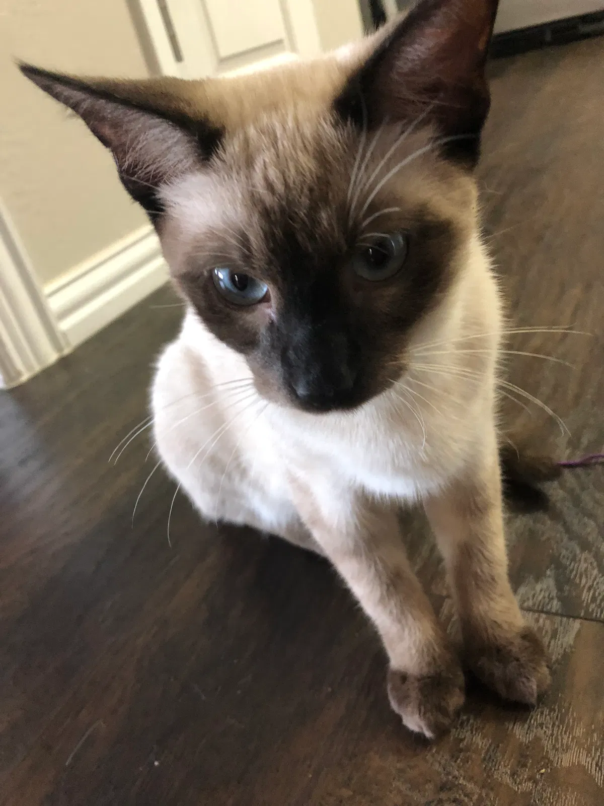 Lost cat in North Richland Hills, TX, 76180