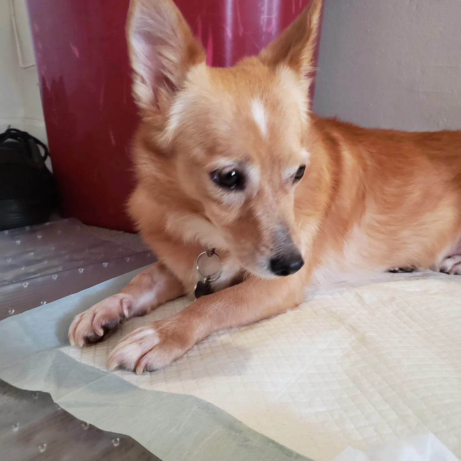 Lost dog in White Plains, NY, 10603