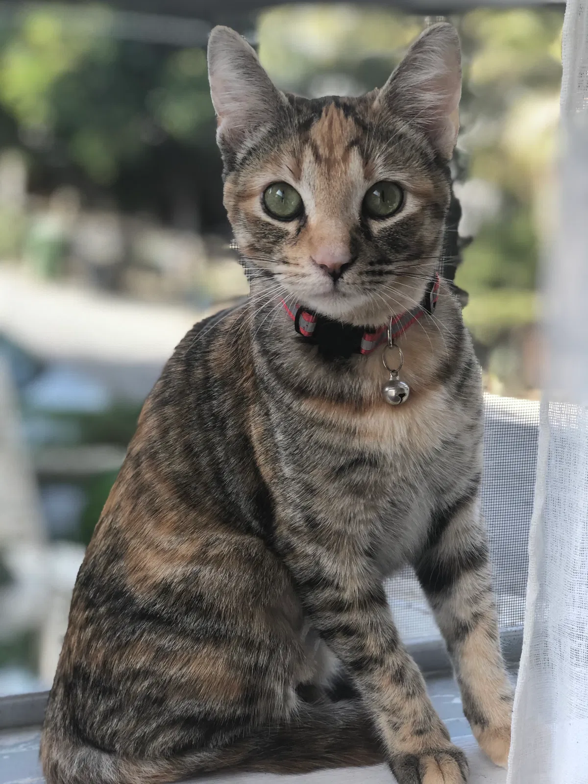 Lost cat in Los Angeles, CA, 90063