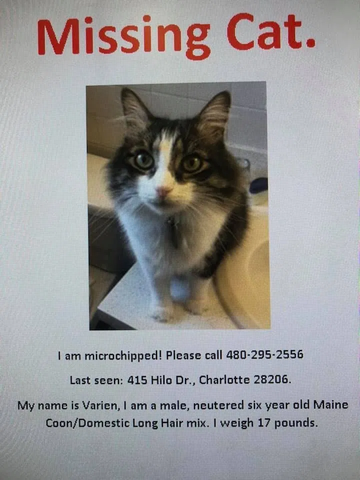 Lost cat in Charlotte, NC, 28206