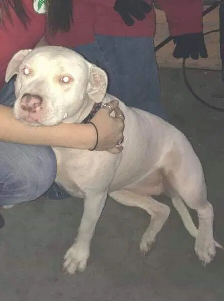 Lost dog in Conroe, TX, 77301