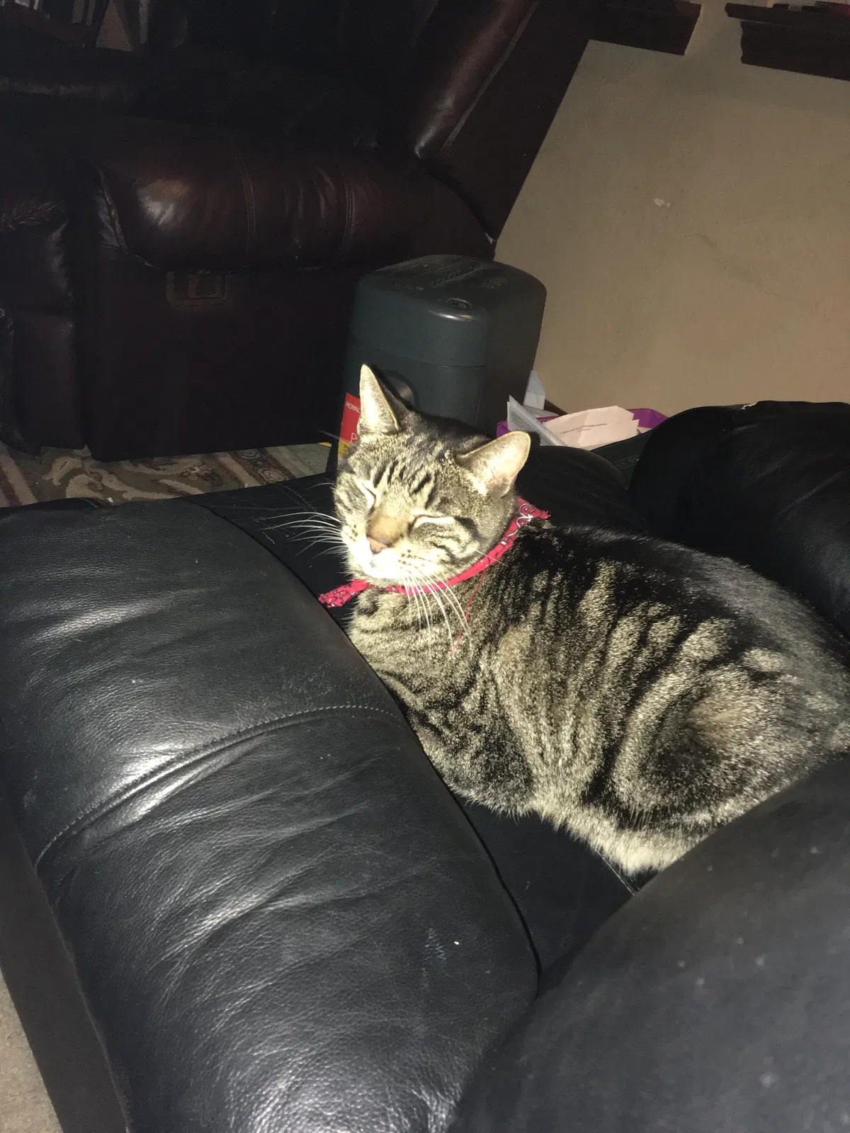 Lost cat in Allen, TX, 75002