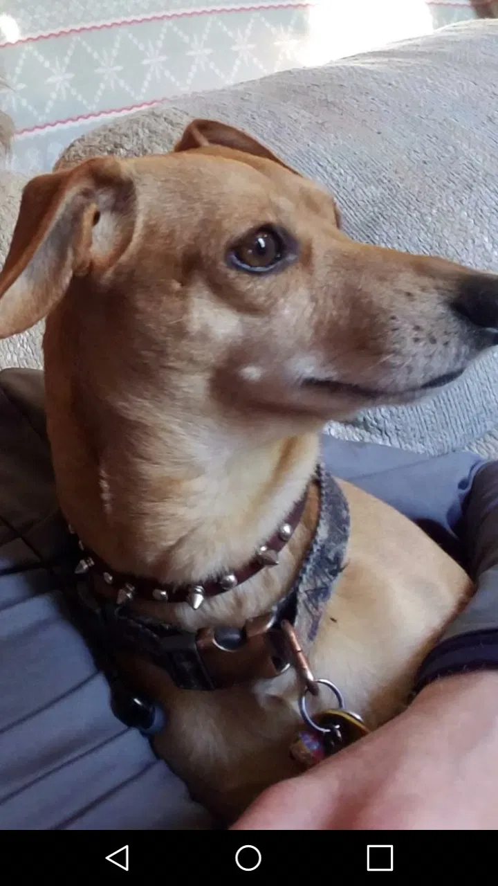 Lost dog in Fairview, NC, 28730