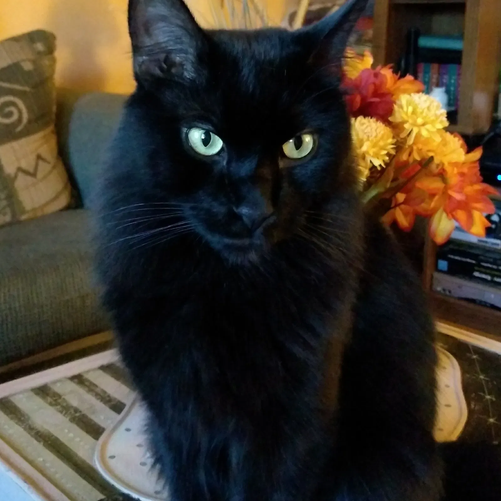 Lost cat in Walsenburg, CO, 81089