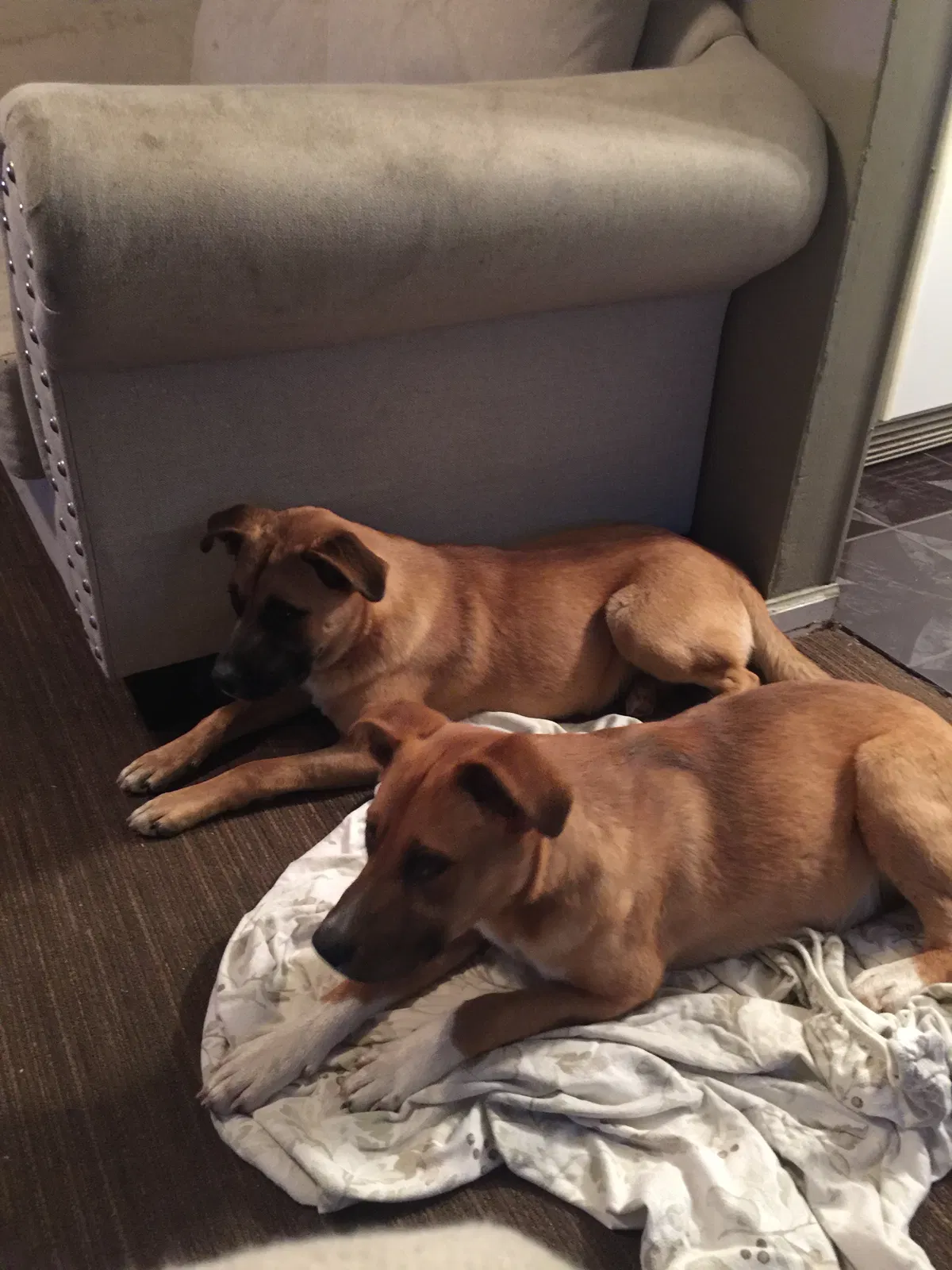 Lost dog in Tulsa, OK, 74115