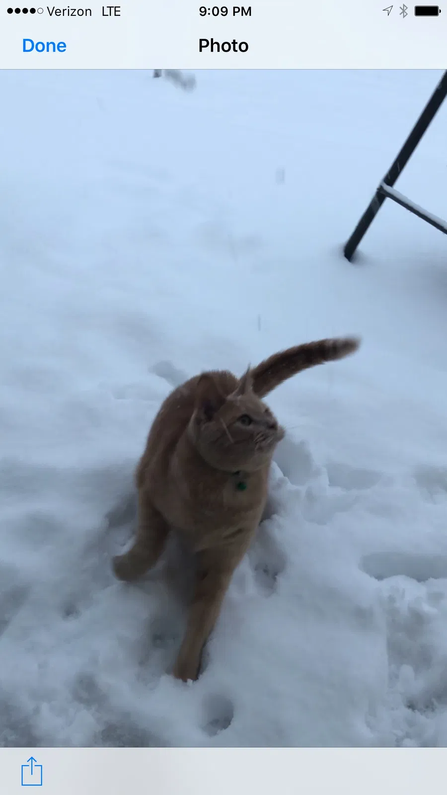 Lost cat in Urbana, OH, 43078