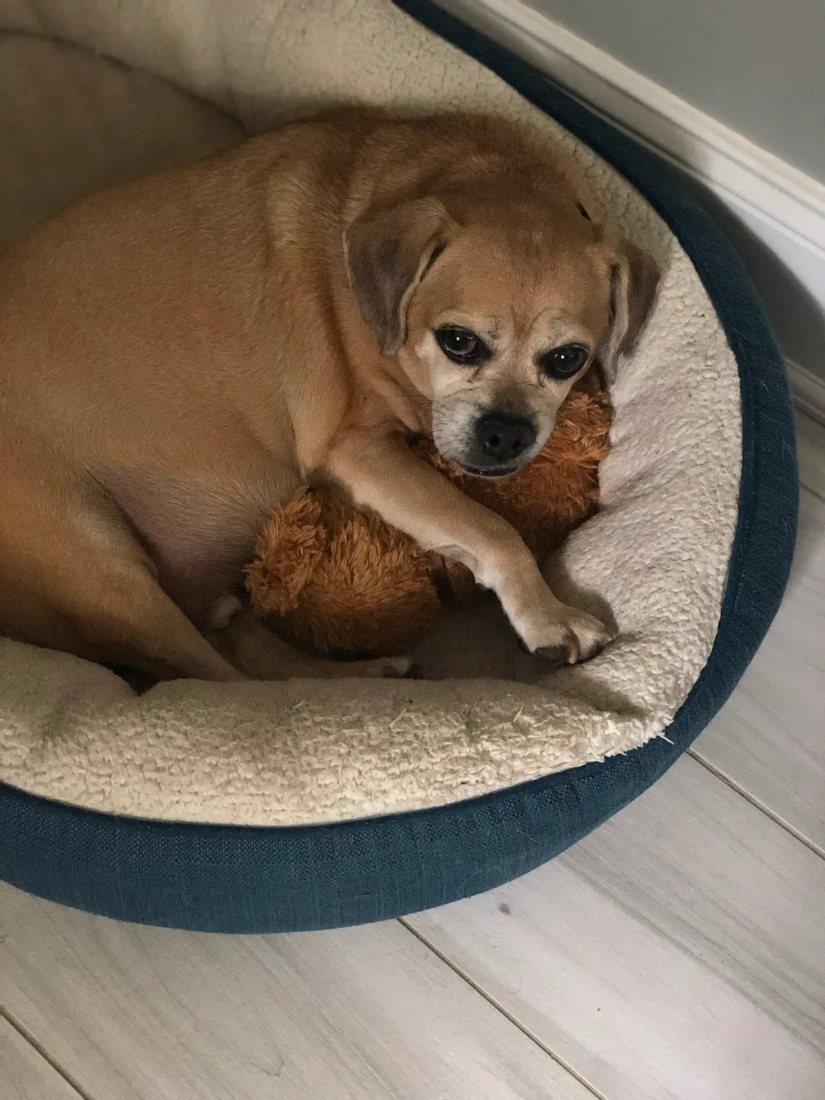 Lost dog in Englishtown, NJ, 7726