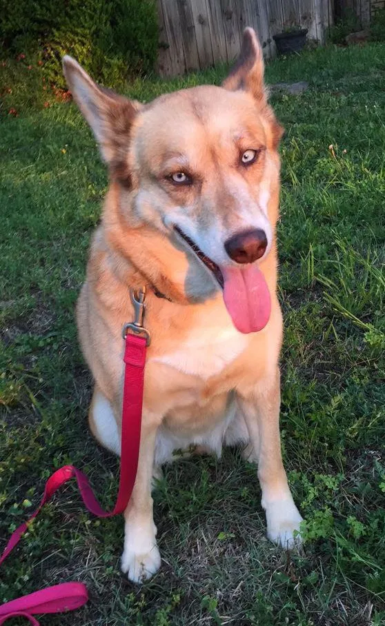 Lost dog in San Angelo, TX, 76904