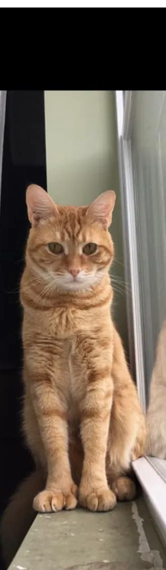 Lost cat in College Point, NY, 11356
