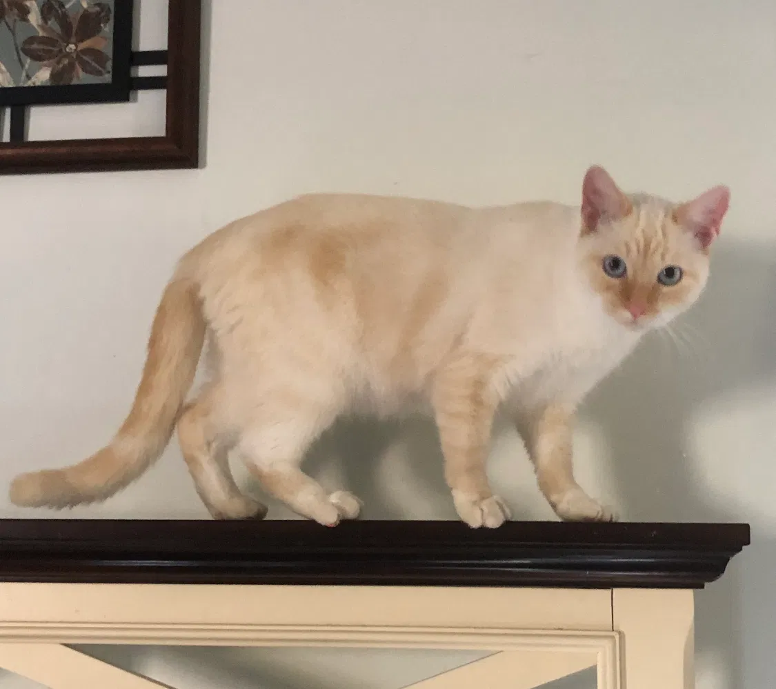 Lost cat in Pawleys Island, SC, 29585