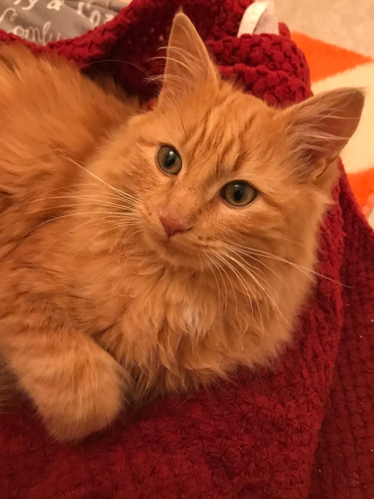 Lost cat in Powder Springs, GA, 30127