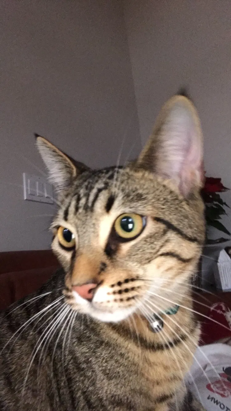 Lost cat in Happy Valley, OR, 97086