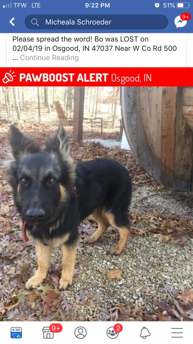 Lost dog in Osgood, IN, 47037
