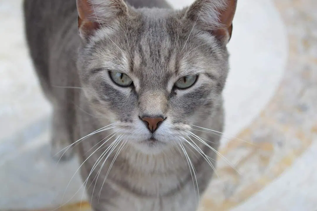 Lost cat in Fenton, MO, 63026