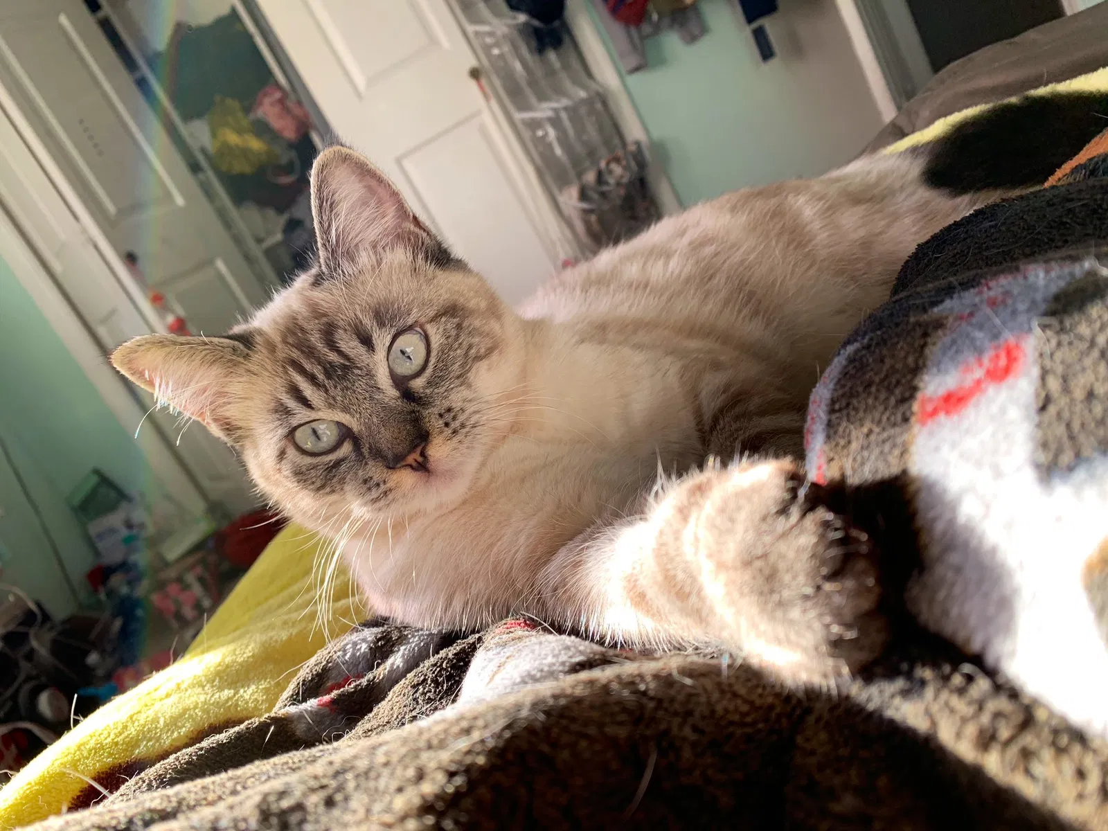 Lost cat in Puyallup, WA, 98374