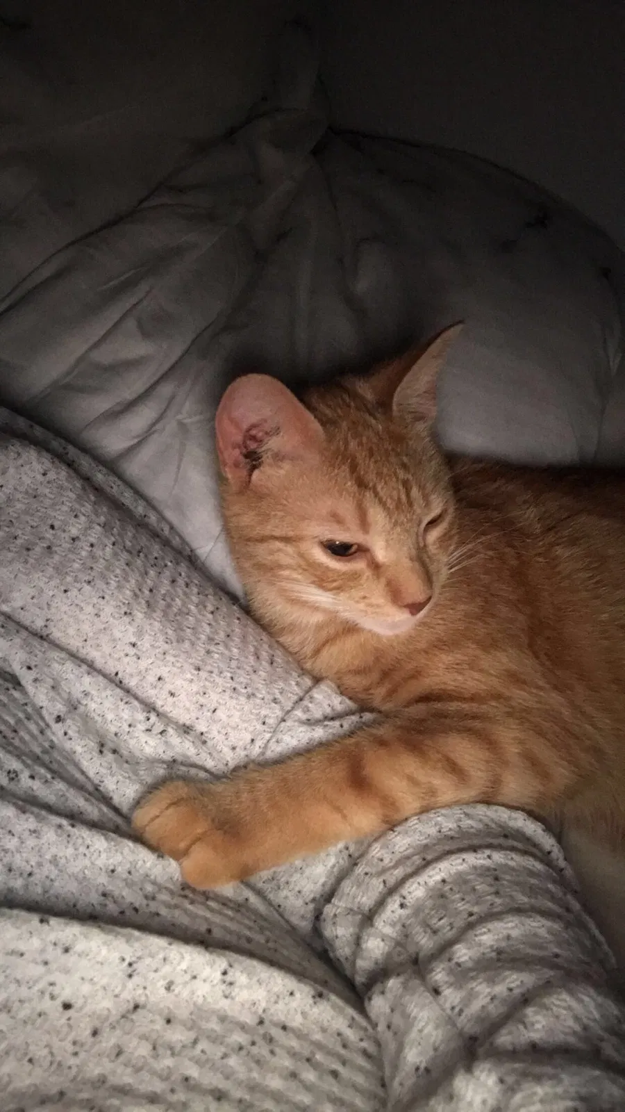 Lost cat in Greenville, SC, 29609