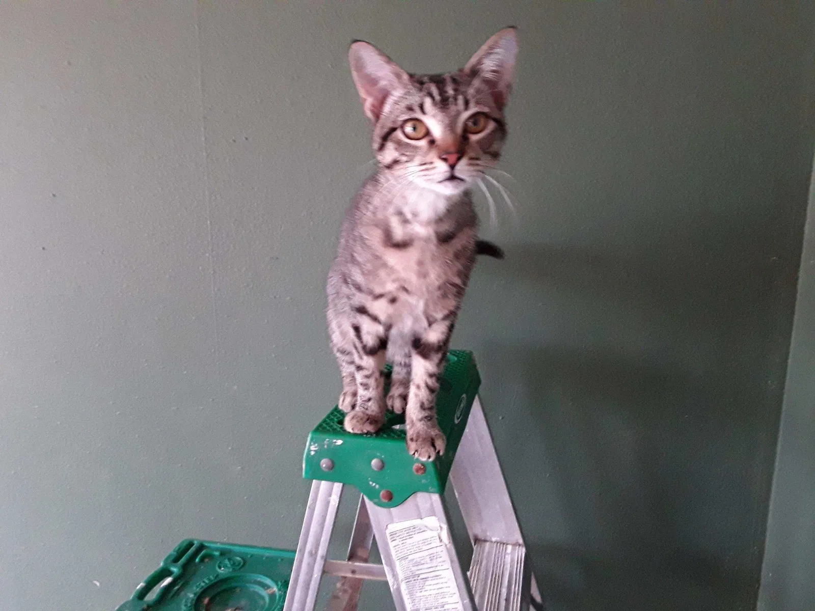 Lost cat in Baytown, TX, 77520