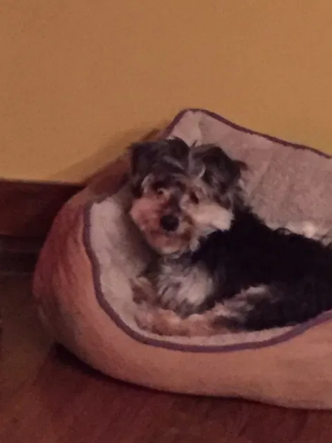 Lost dog in Willow River, MN, 55795