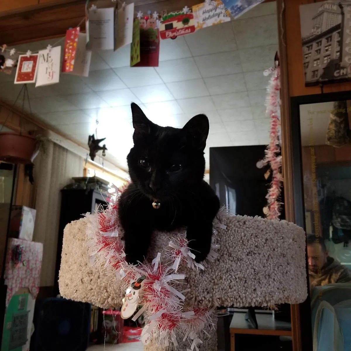 Lost cat in Duluth, MN, 55810